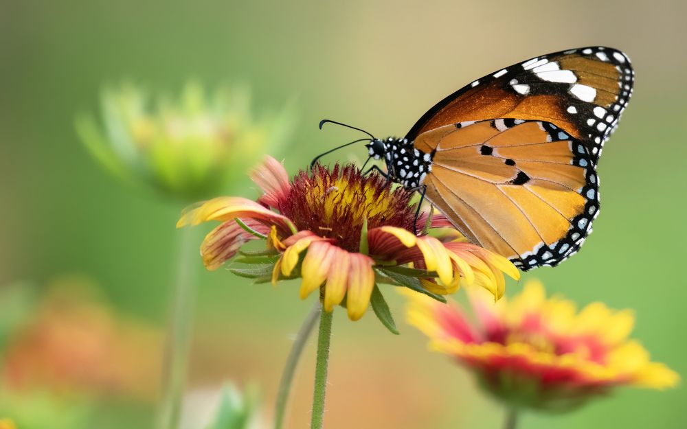 Photograph by Deepak KGK