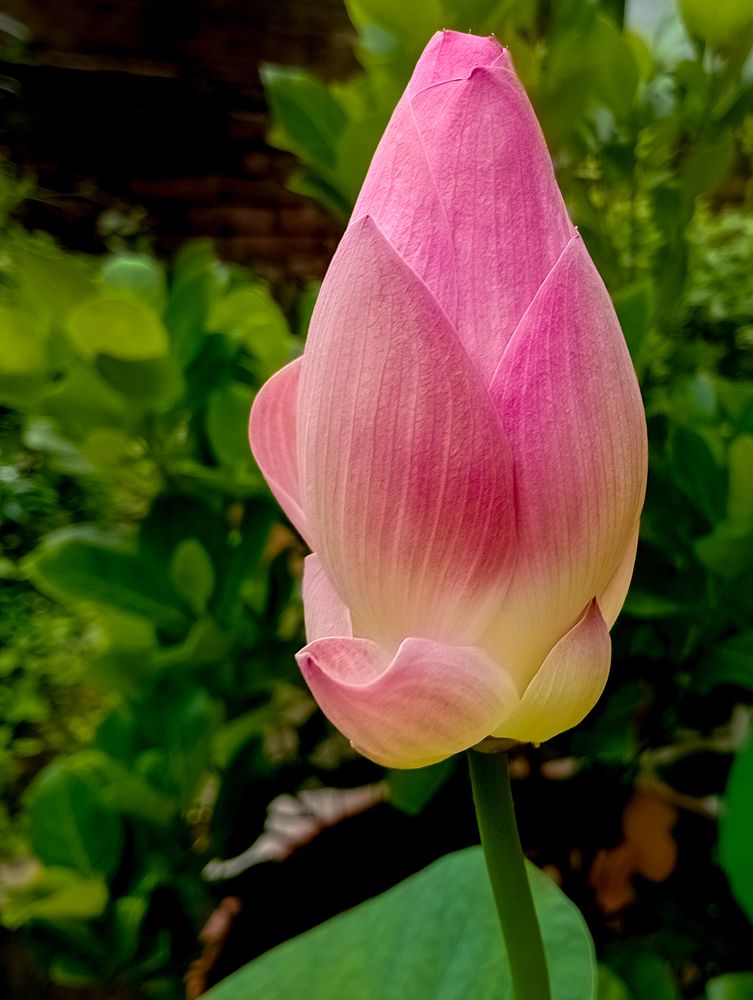 Photograph by Kamal Bhattacharjya