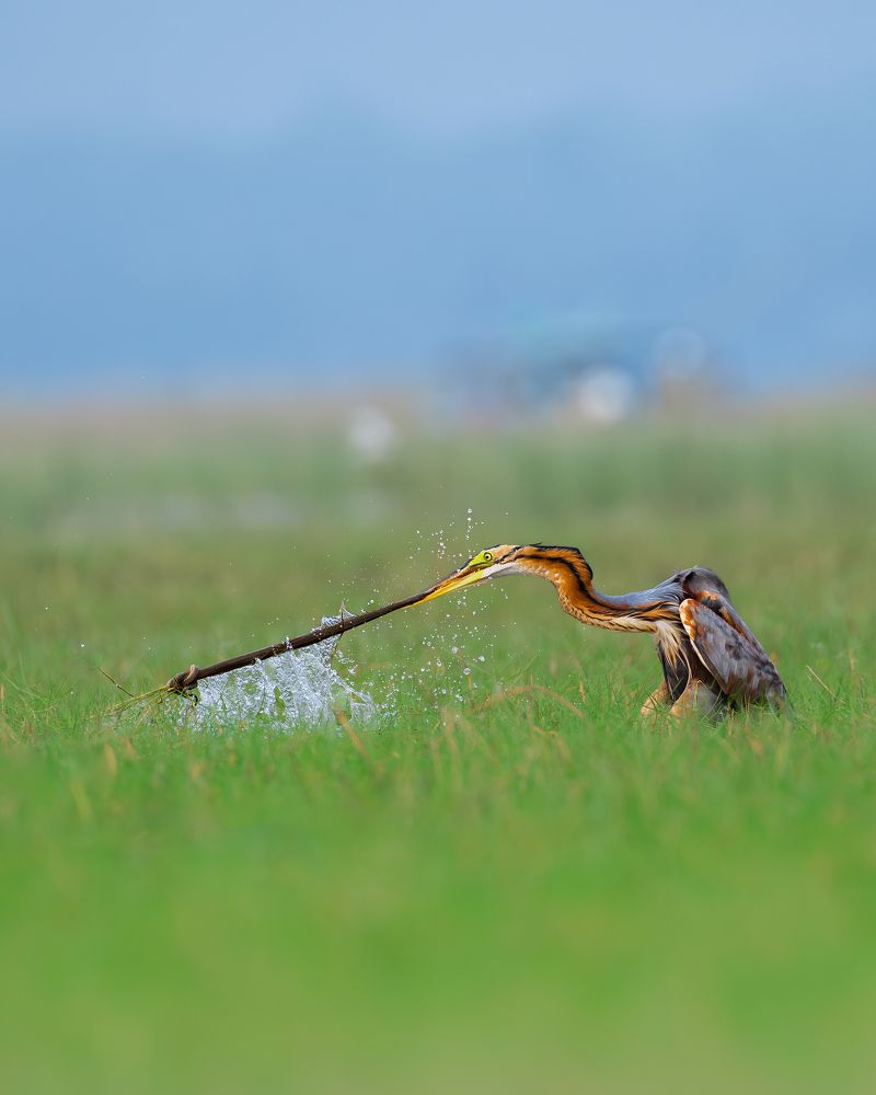 Фотография автора Mainak Halder