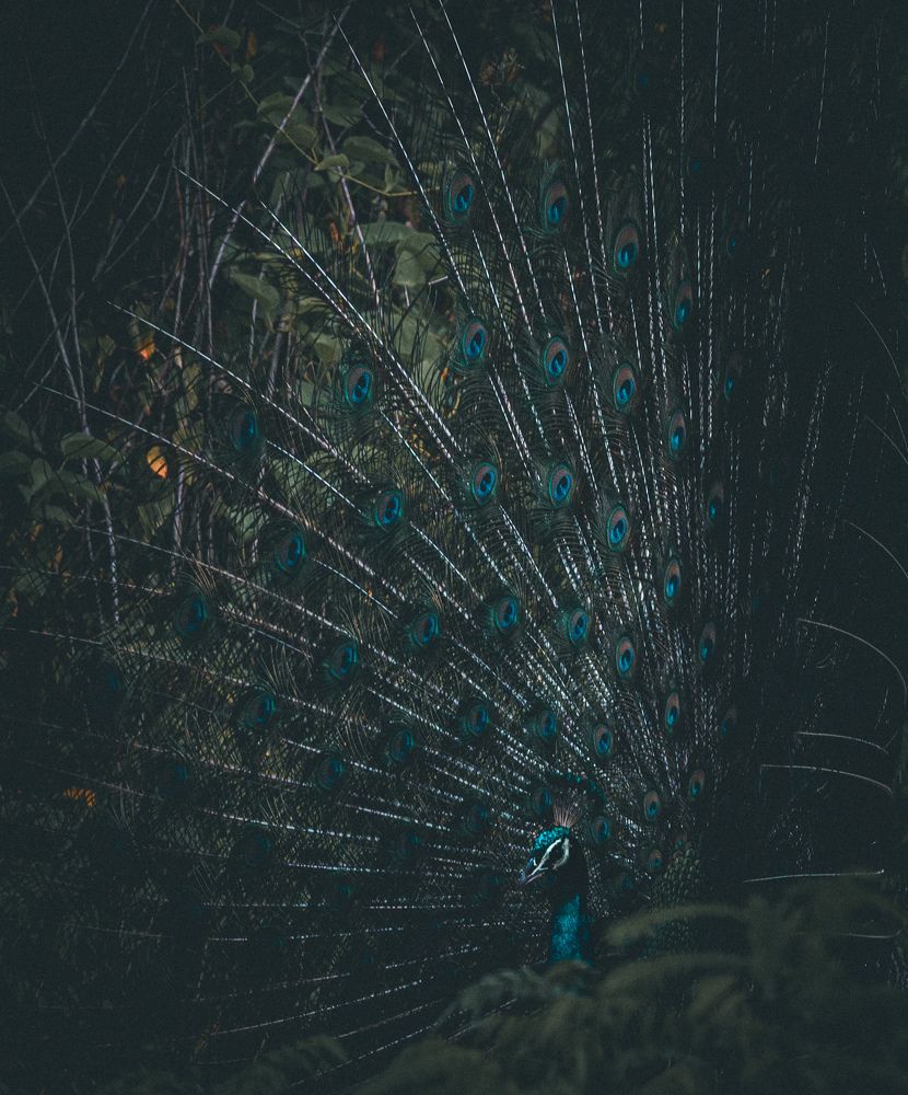 Photograph by Sarasija Ghosh