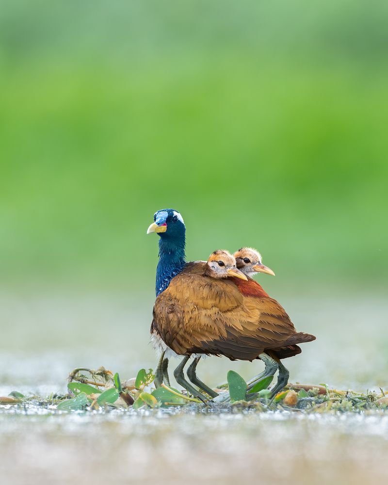 The most responsible father