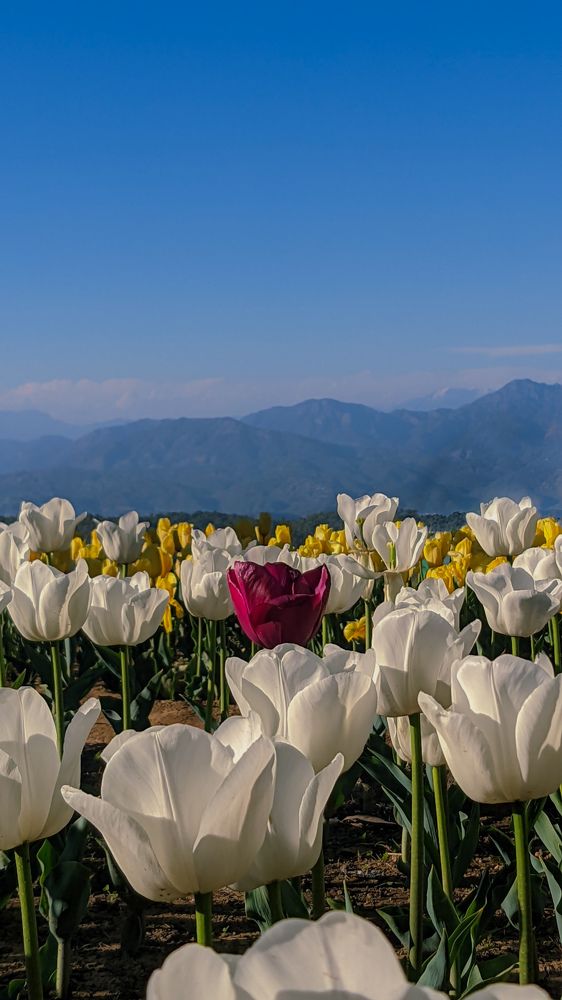 Photograph by Yadav Aeshvarya