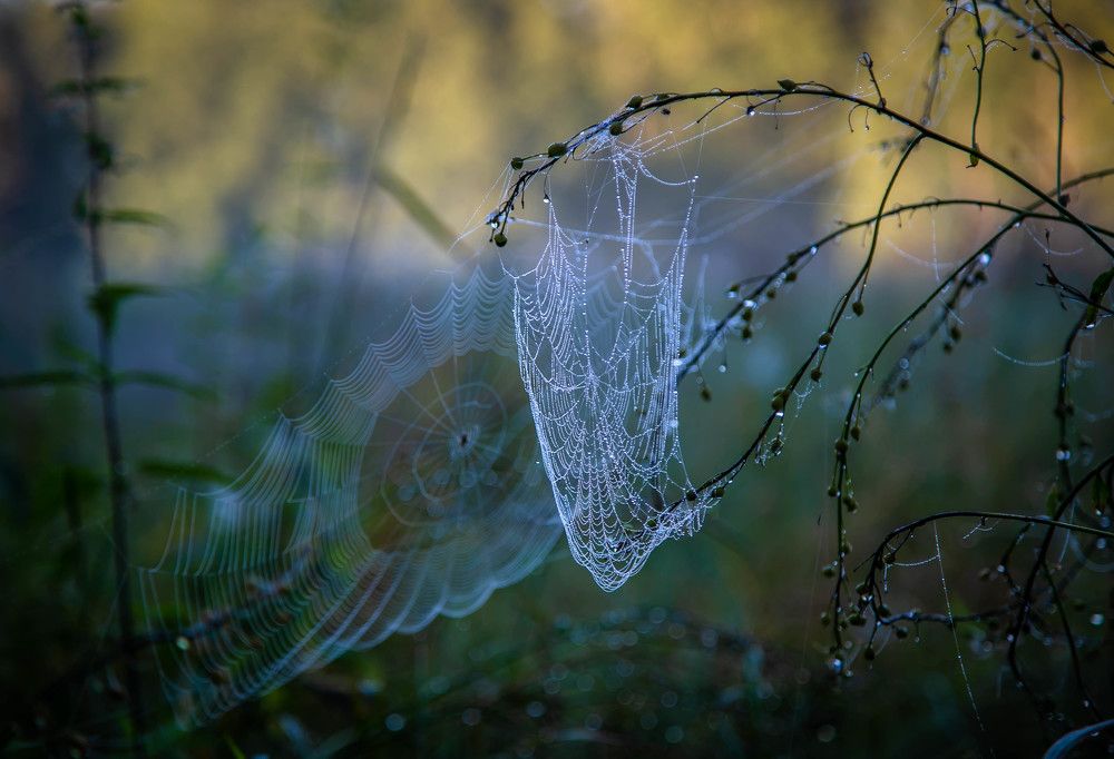 Photograph by Ольга Сафронова