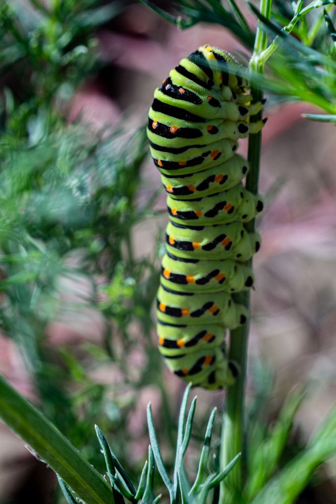 Фотография автора Евгения Снигирева