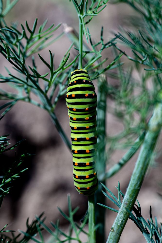 Фотография автора Евгения Снигирева