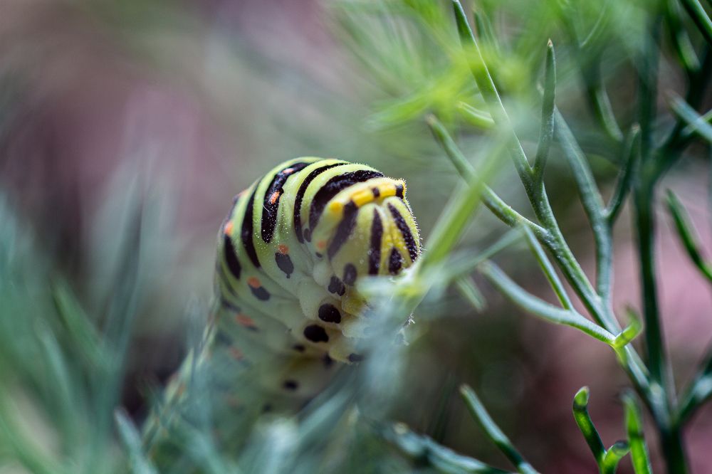 Фотография автора Евгения Снигирева