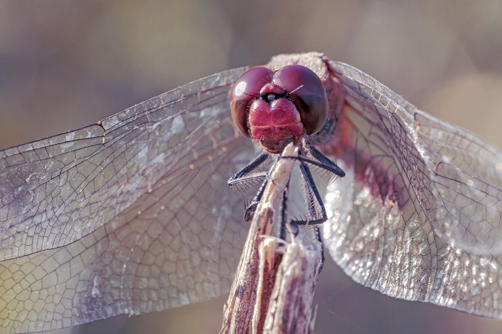 Photograph by Stamen Sotirov