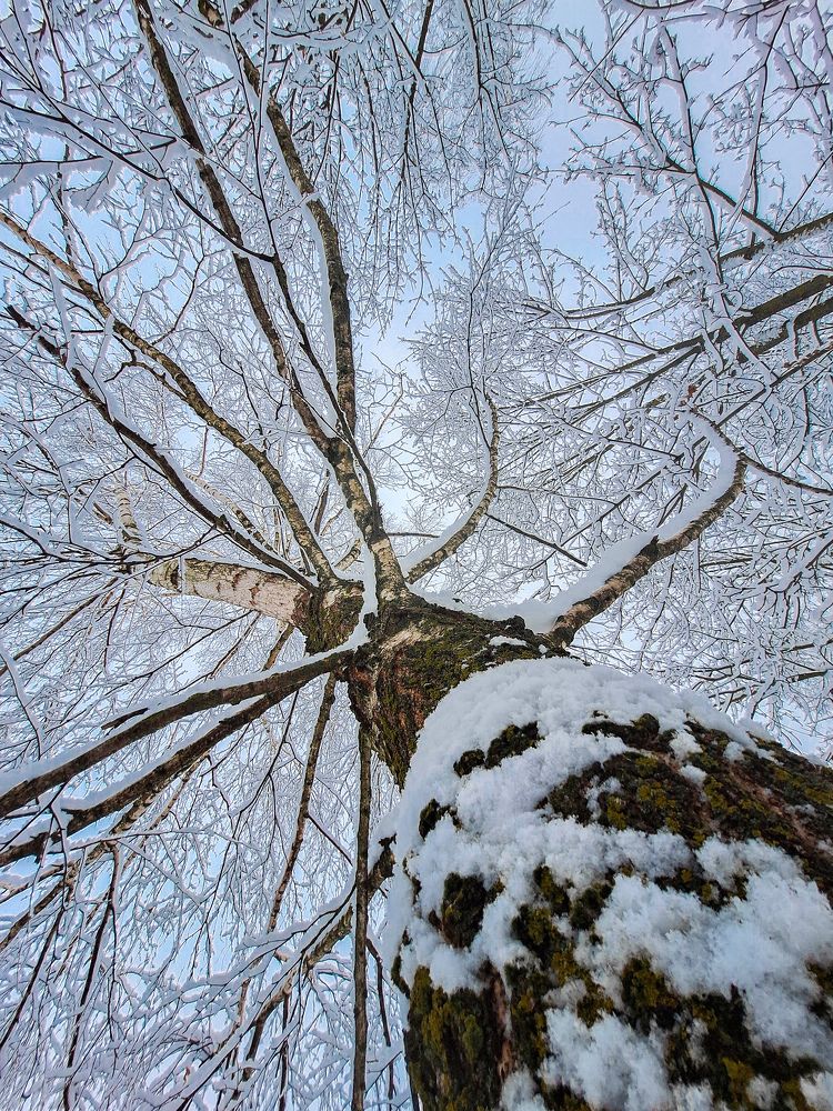 Морозный день