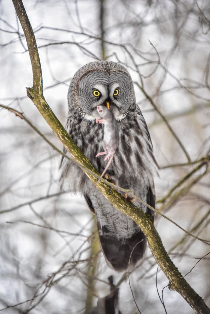 Photograph by Манушкина Зинаида