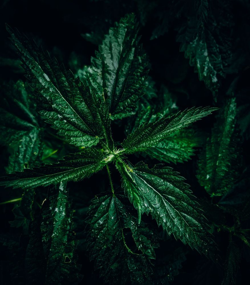 Photograph by Светлана Перминова