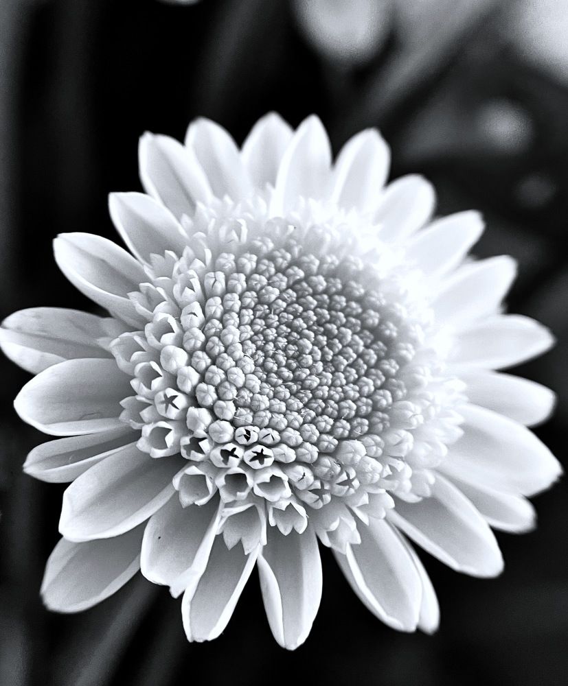 Фотография автора Рамзия Хисамутдинова