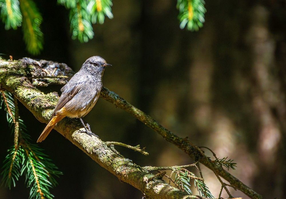 Photograph by Purnavel Radu