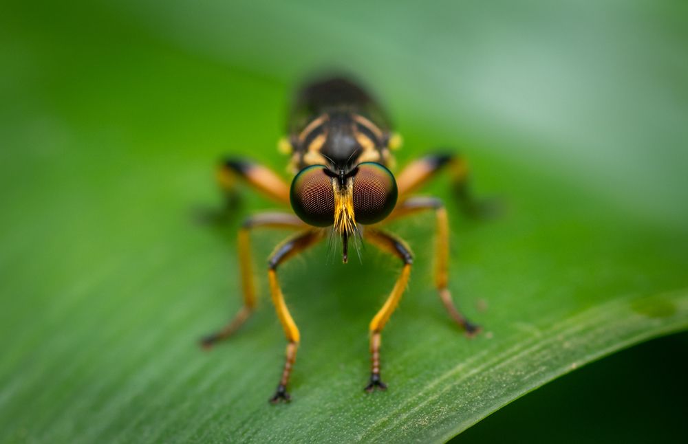 Photograph by Dipanjan Pal