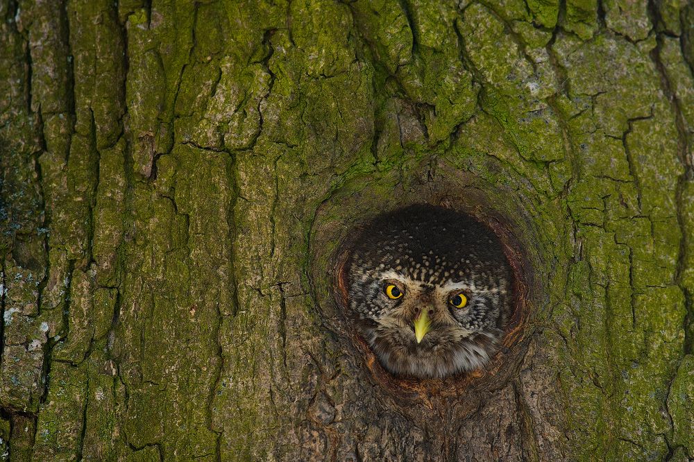 Photograph by Вячеслав Заметня