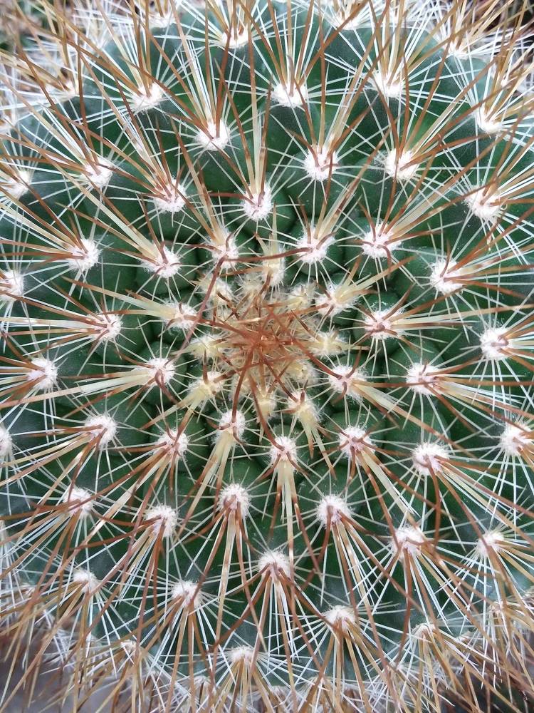 Зелёные ёжики