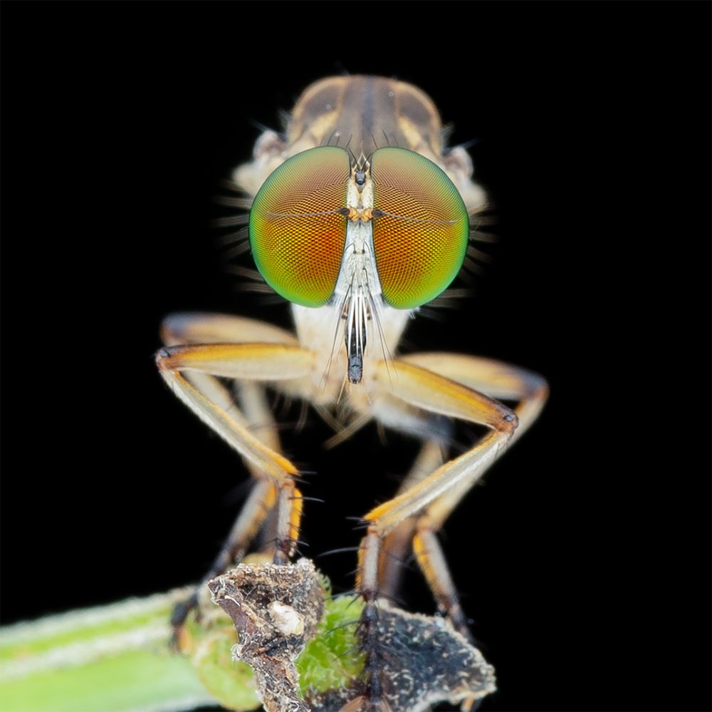 Фотография автора TAN LING ZI