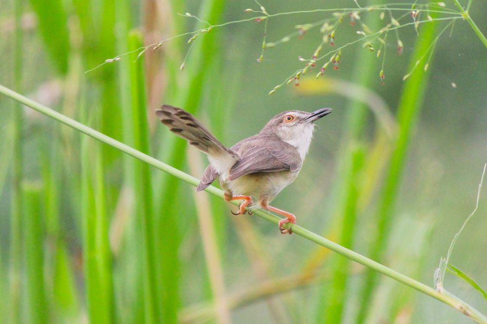 Фотография автора Pallegama Gamage Ruwan Sampath