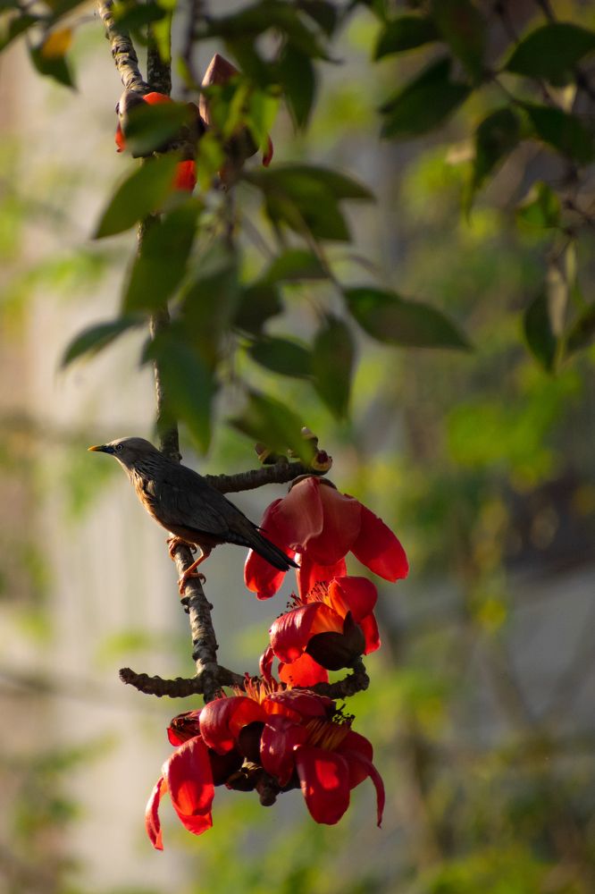 Photograph by Ahmad Shuvo