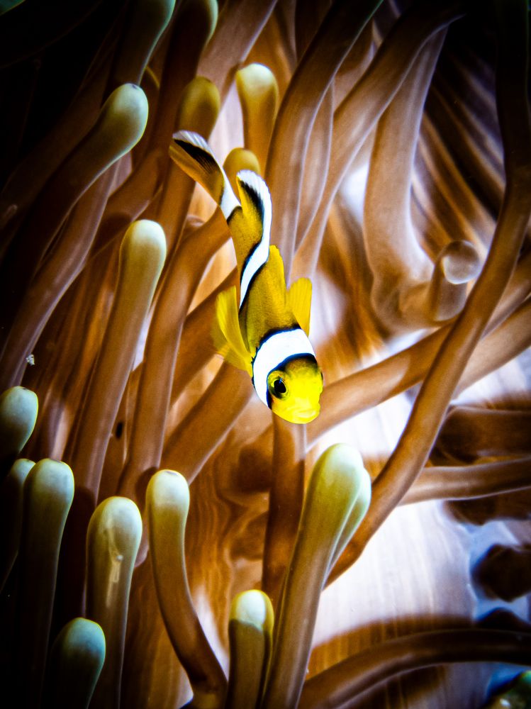 Photograph by Alexander Plakida