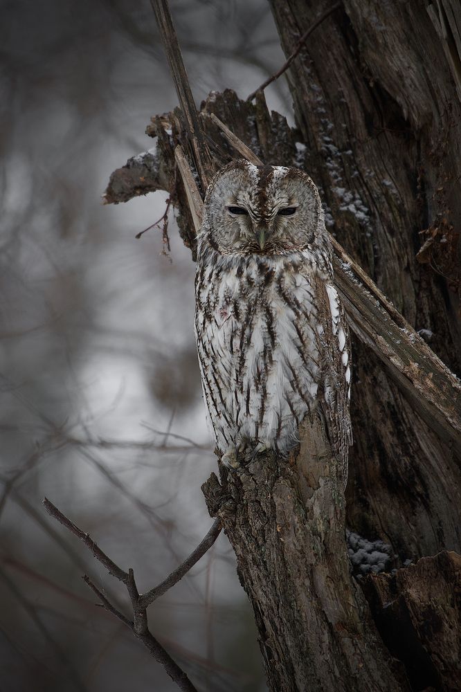 Photograph by Вячеслав Заметня