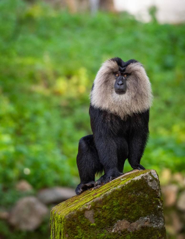 behaviour Lion Tailed Macaque
