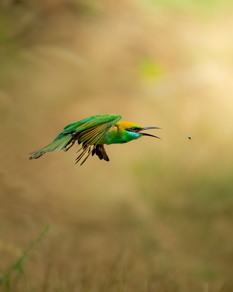 Bee eater and Bee