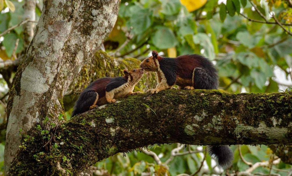 Photograph by Dipanjan Pal