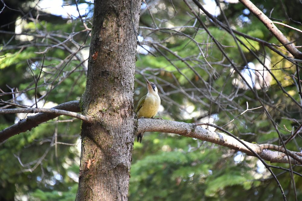 European green woodpecker