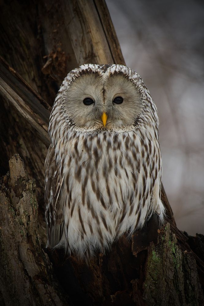 Photograph by Вячеслав Заметня