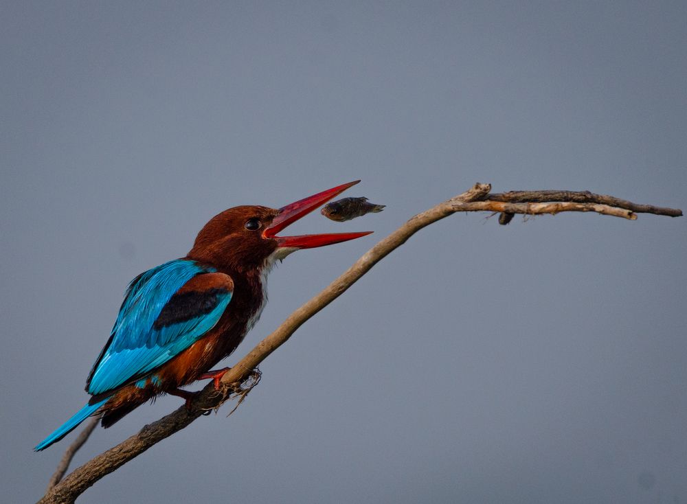 Photograph by Dipanjan Pal