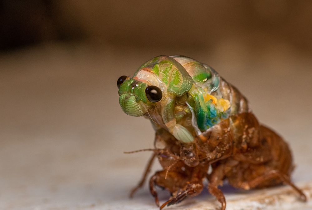 Photograph by Dipanjan Pal