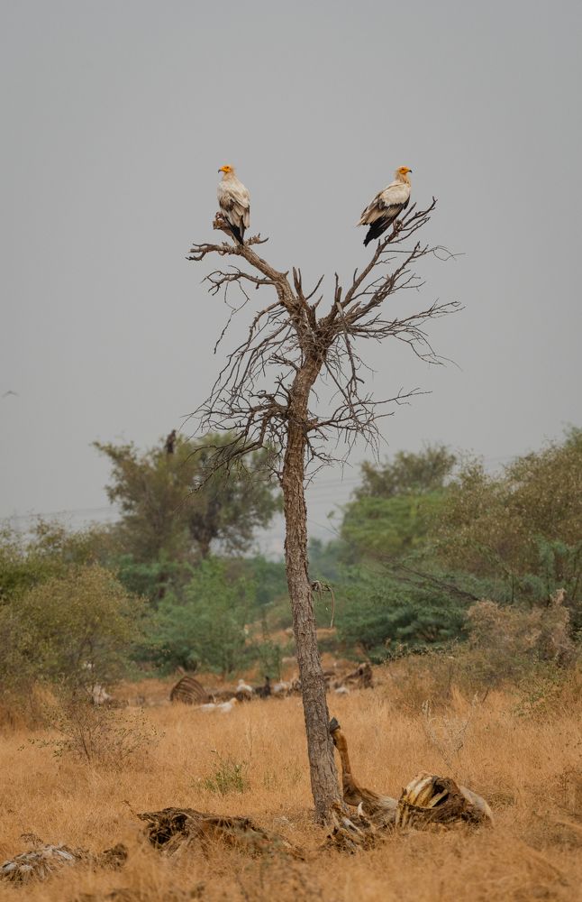 Photograph by Dipanjan Pal