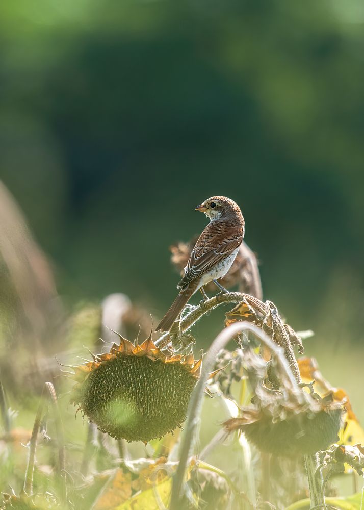 Жулан-сорокопут