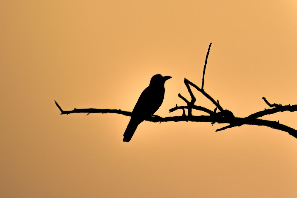 Photograph by Abhilash Sahoo