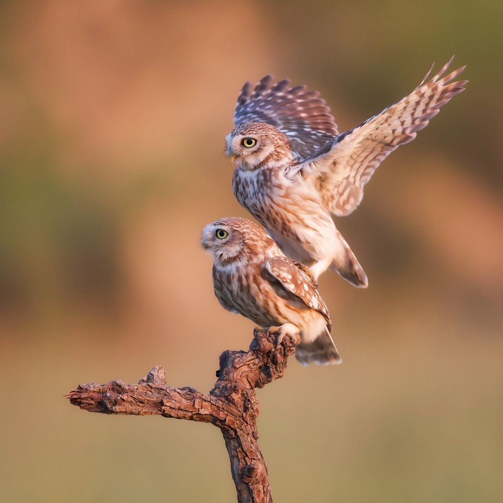 Фотография автора David Manusevich