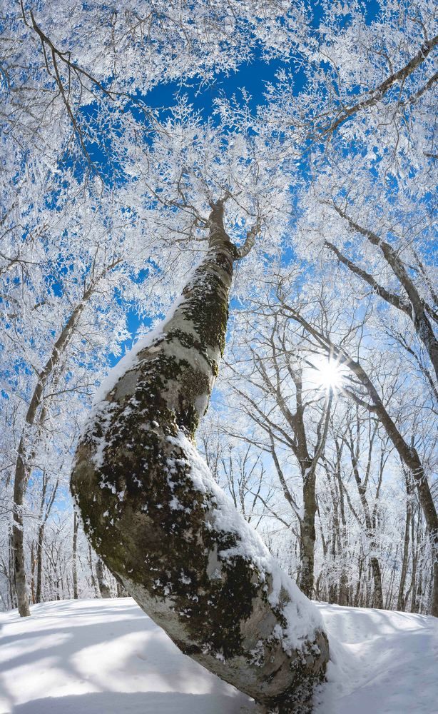 Frozen tree