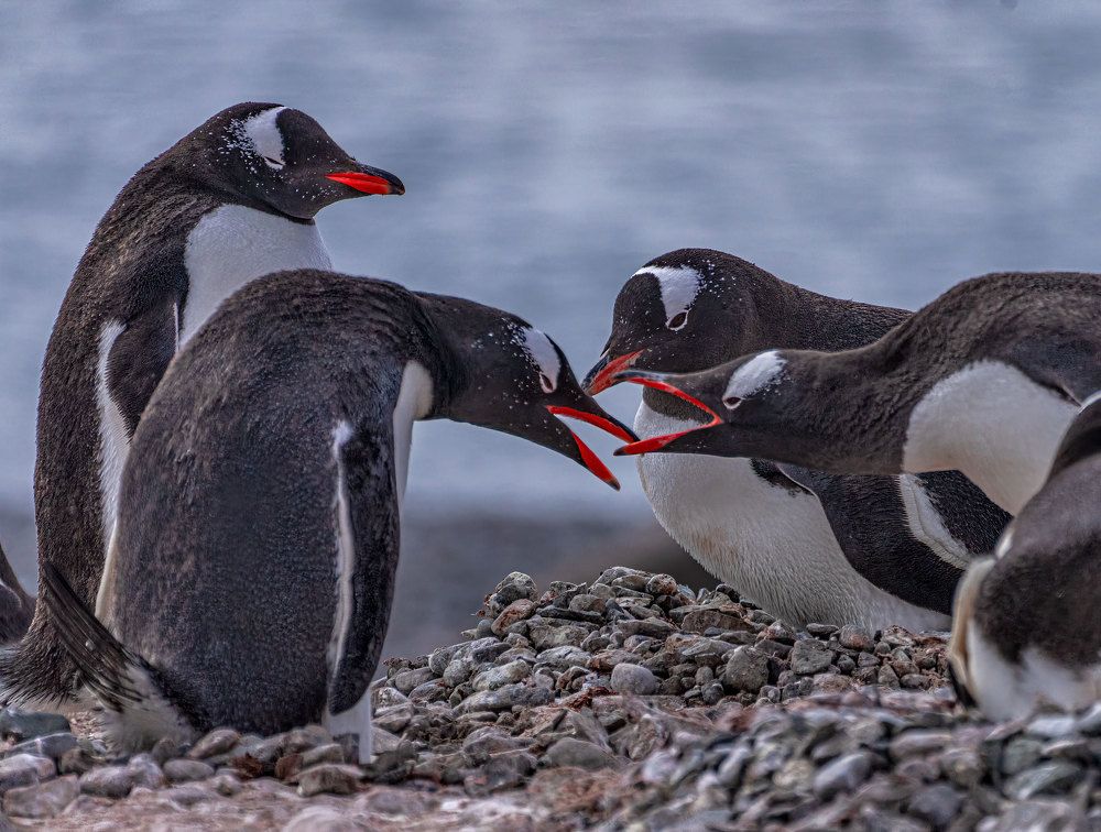 Фотография автора gagarin andrey