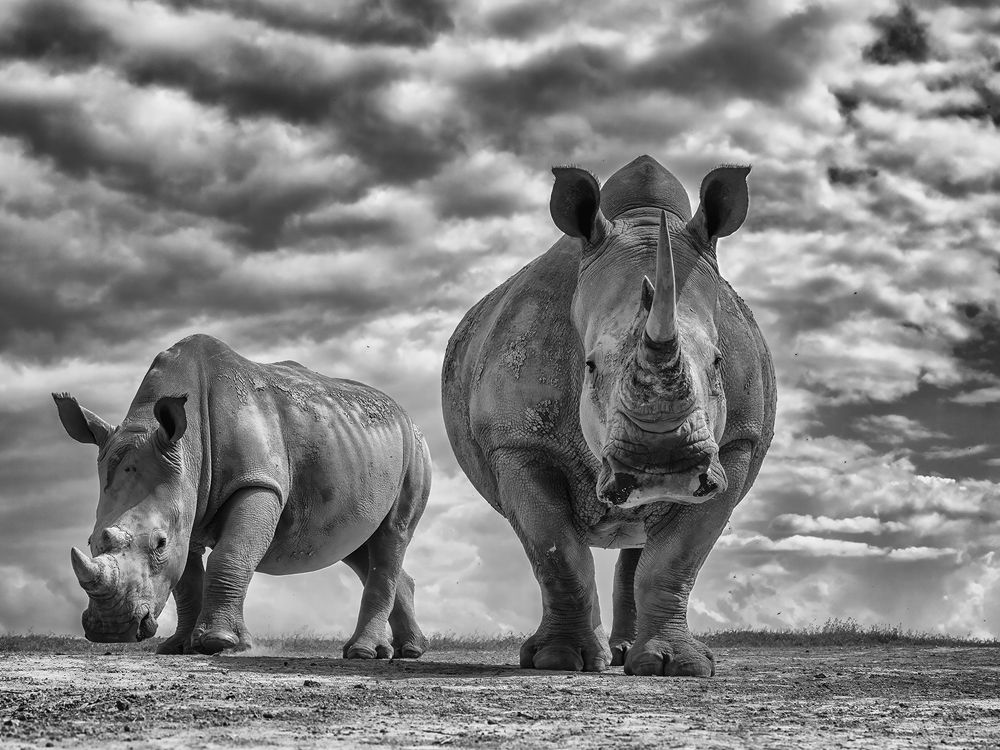 In the Shadow of the Matriarch