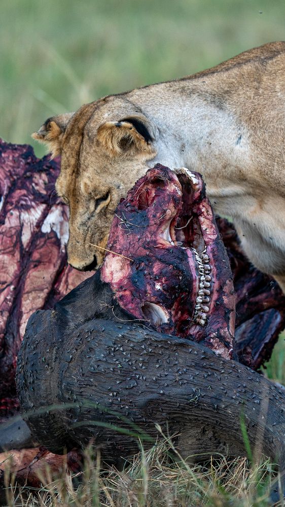 Photograph by Arvind Raj