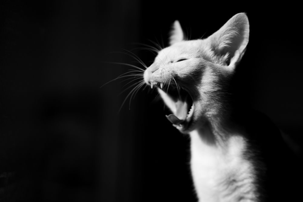 Photograph by Milen Todorov