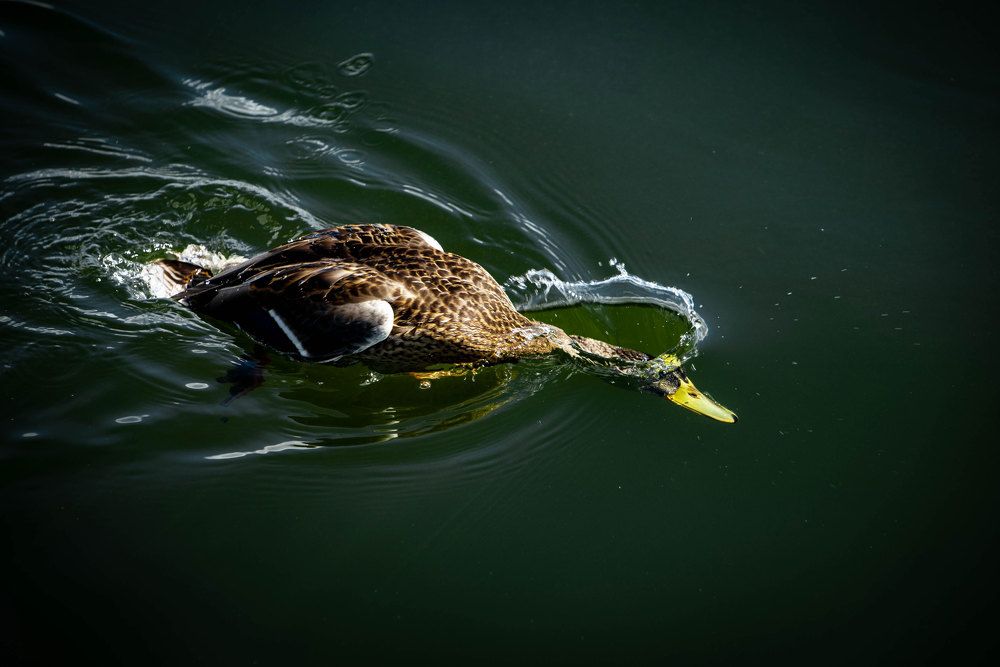 Фотография автора Анна Абрамова