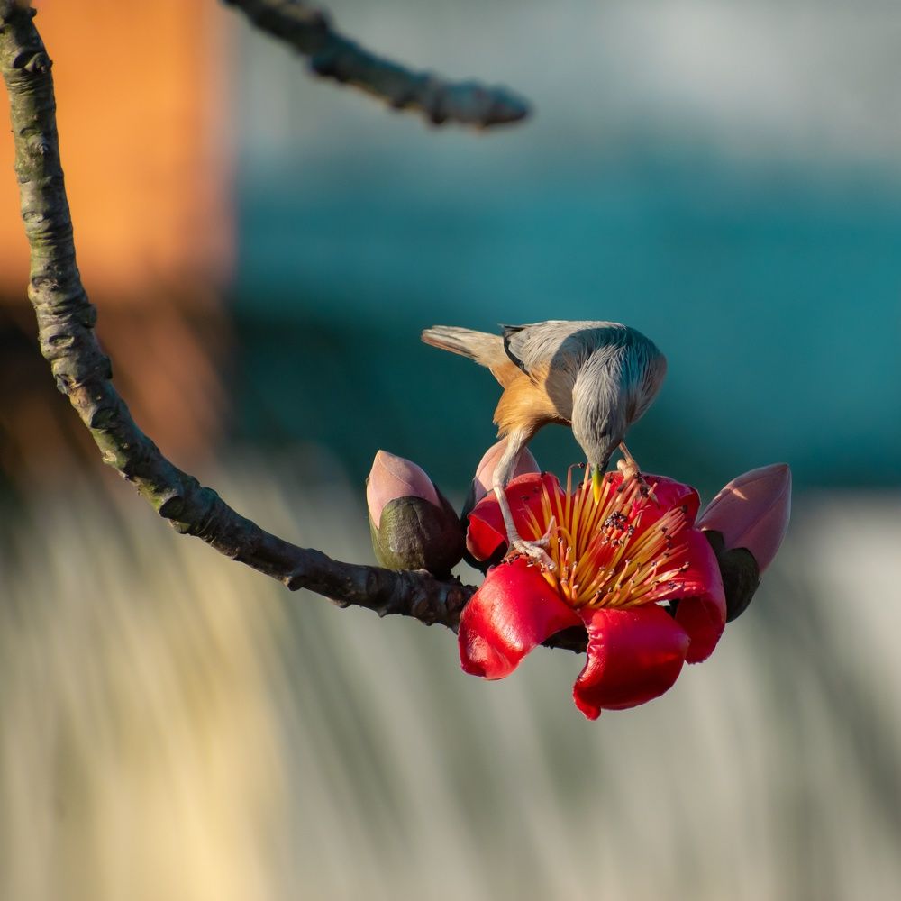 Photograph by Ahmad Shuvo