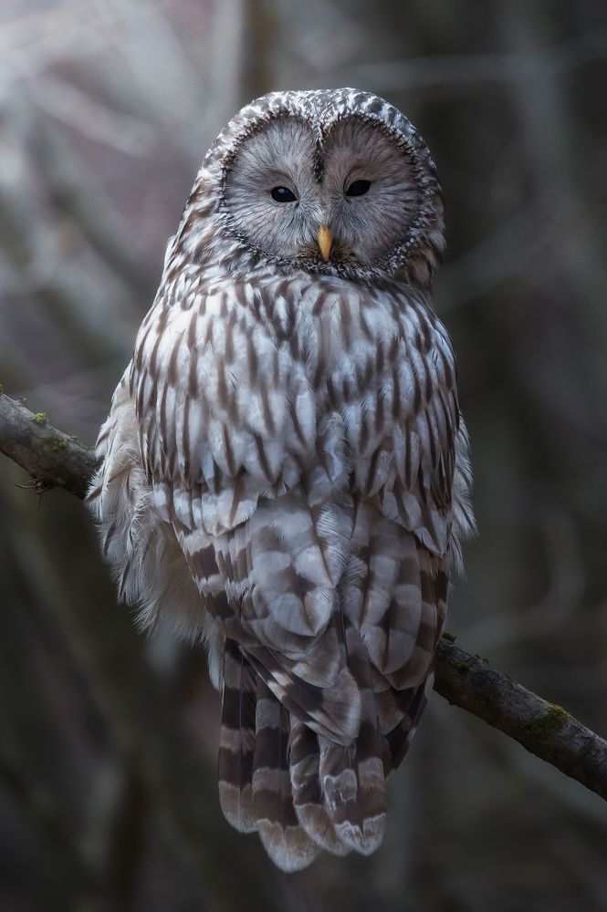 Ural owl