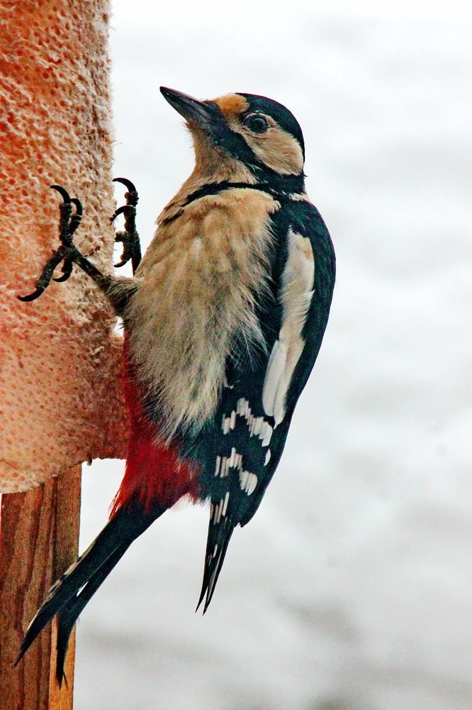Photograph by Сергей Петров