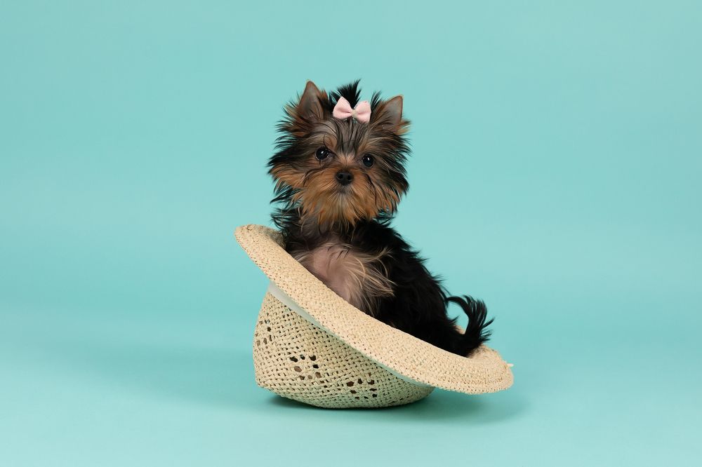 Фотография автора Alicia Mate