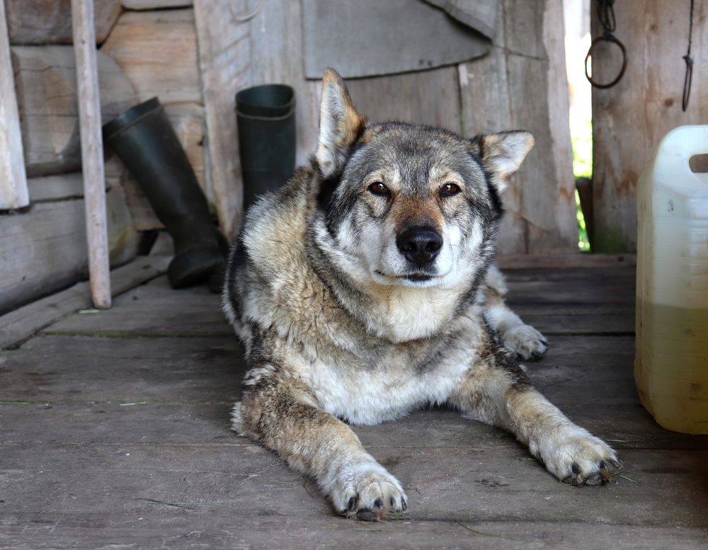 Photograph by Нина Чугунова