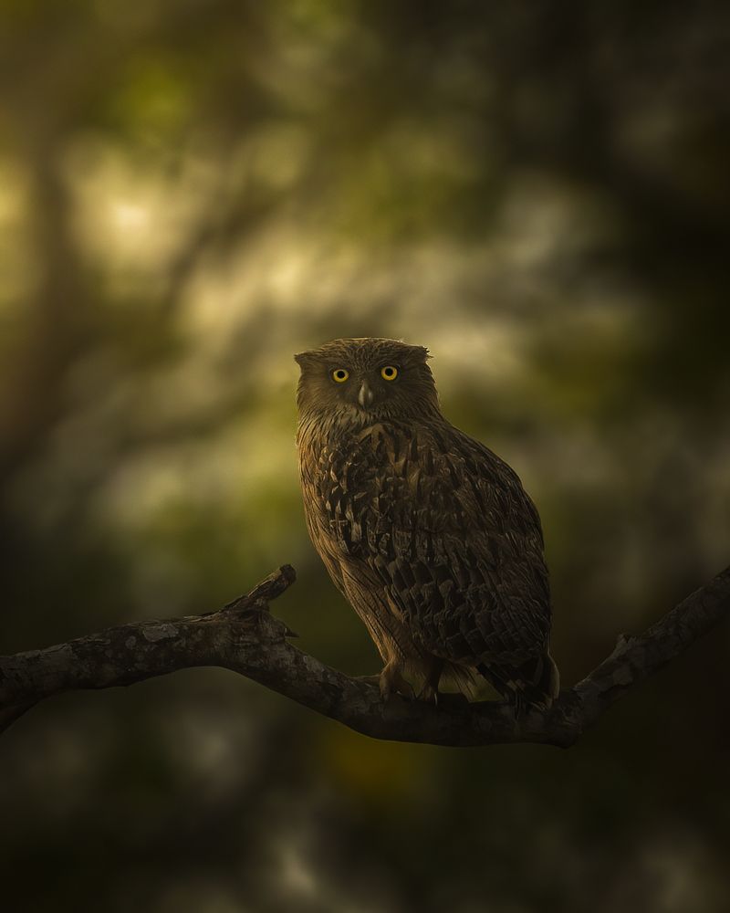 Brown Fish Owl