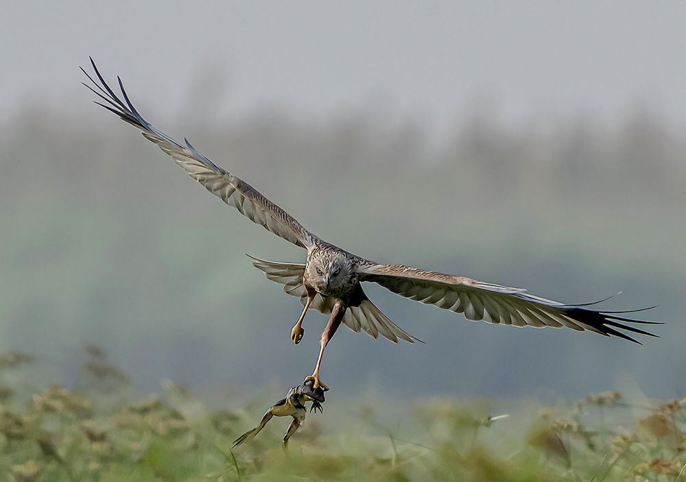 MARSH HARRIER WITH FROG KILL