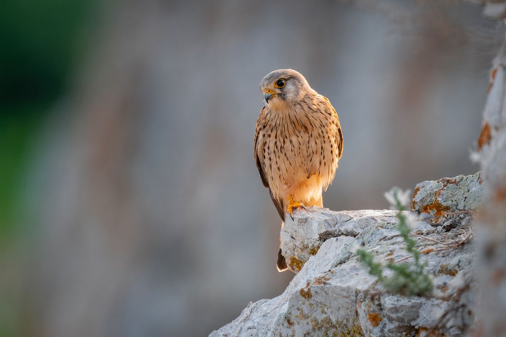 Photograph by Сергей Лебедев