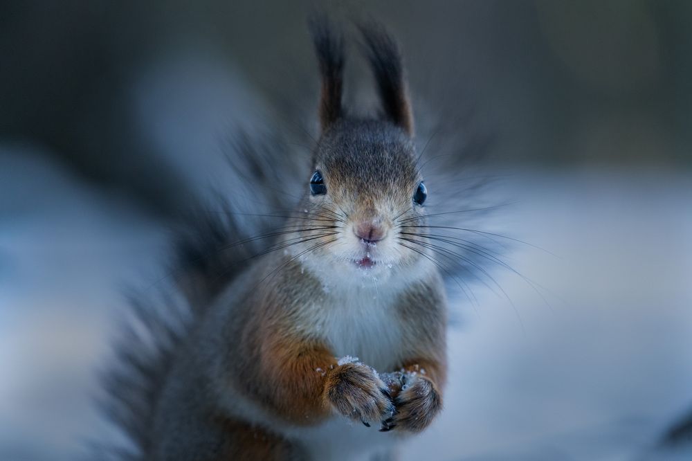 Фотография автора Владимир Коровяковский